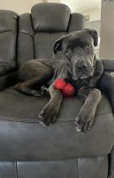Cane Corso Puppies for sale in Henderson, NV, USA. price: NA