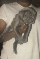 Cane Corso Puppies for sale in Cleveland, OH, USA. price: NA