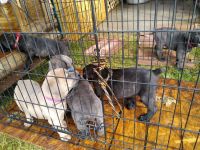 Cane Corso Puppies for sale in Di Giorgio, CA 93203, USA. price: NA