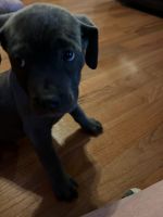 Cane Corso Puppies for sale in Ozark, MO, USA. price: NA