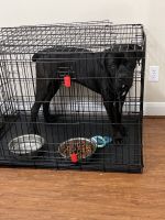 Cane Corso Puppies for sale in Katy, TX, USA. price: NA
