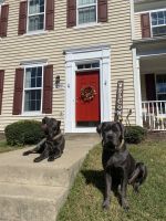 Cane Corso Puppies for sale in Quantico, VA 22134, USA. price: NA