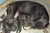 Cane Corso Puppies for sale in Woodruff, SC 29388, USA. price: NA