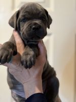 Cane Corso Puppies for sale in Sallisaw, OK 74955, USA. price: NA