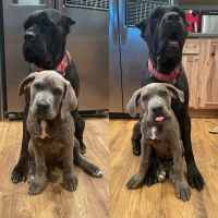 Cane Corso Puppies for sale in Bayfield, CO 81122, USA. price: NA