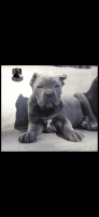 Cane Corso Puppies for sale in Akron, OH, USA. price: NA