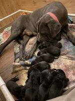 Cane Corso Puppies for sale in Victorville, CA 92392, USA. price: NA