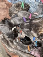 Cane Corso Puppies for sale in Springfield, KY 40069, USA. price: NA