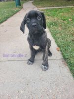 Cane Corso Puppies for sale in Tomball, TX, USA. price: NA