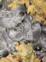 Cane Corso Puppies for sale in Fairland, IN 46126, USA. price: NA
