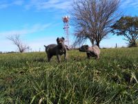 Cane Corso Puppies for sale in East Peoria, IL, USA. price: NA