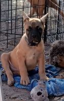 Cane Corso Puppies for sale in Trinity, TX 75862, USA. price: NA