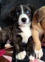Cane Corso Puppies for sale in Seattle, WA, USA. price: NA