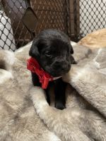 Cane Corso Puppies for sale in Salem, OR, USA. price: NA