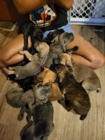 Cane Corso Puppies for sale in Gary, IN, USA. price: NA