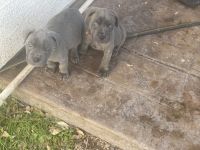 Cane Corso Puppies for sale in Henderson, NV 89014, USA. price: NA
