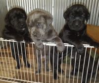 Cane Corso Puppies for sale in Hastings, MI 49058, USA. price: NA