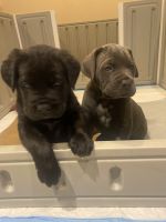 Cane Corso Puppies for sale in 3800 Reservoir Rd NW, Washington, DC 20007, USA. price: NA