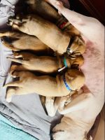 Cane Corso Puppies for sale in Barclay, MD 21607, USA. price: NA
