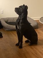 Cane Corso Puppies for sale in Travis AFB, Fairfield, CA, USA. price: NA