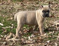 Cane Corso Puppies for sale in Little Rock, AR, USA. price: NA