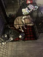 Cane Corso Puppies for sale in Tucker, GA, USA. price: NA