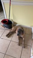 Cane Corso Puppies for sale in New Milford, CT, USA. price: NA