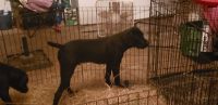 Cane Corso Puppies for sale in Spring, TX 77373, USA. price: NA