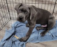 Cane Corso Puppies for sale in Stockton, CA, USA. price: NA