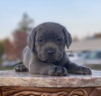 Cane Corso Puppies for sale in Whitehall, MT 59759, USA. price: NA