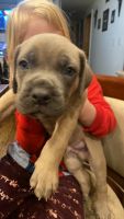 Cane Corso Puppies for sale in Gapland, MD 21779, USA. price: NA