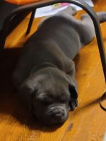Cane Corso Puppies for sale in Brooklyn, NY, USA. price: NA