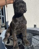 Cane Corso Puppies for sale in Pittsburg, CA, USA. price: NA