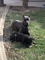 Cane Corso Puppies for sale in Menifee, CA, USA. price: NA