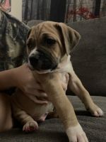Cane Corso Puppies for sale in Barclay, MD 21607, USA. price: NA