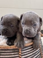 Cane Corso Puppies for sale in Pomona, CA, USA. price: NA