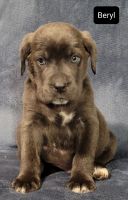 Cane Corso Puppies for sale in Athens, OH 45701, USA. price: NA