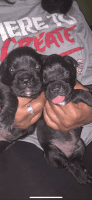 Cane Corso Puppies for sale in Harvey, LA, USA. price: NA