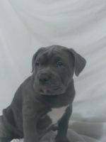 Cane Corso Puppies for sale in Rawlins, WY 82301, USA. price: NA