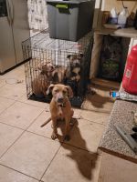 Cane Corso Puppies for sale in Buffalo, NY, USA. price: NA