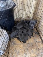 Cane Corso Puppies for sale in Lake Charles, LA, USA. price: NA