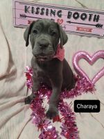 Cane Corso Puppies for sale in Athens, OH 45701, USA. price: NA
