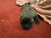 Cane Corso Puppies for sale in Clinton, MD, USA. price: NA