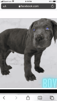 Cane Corso Puppies for sale in Northfield, OH 44067, USA. price: NA