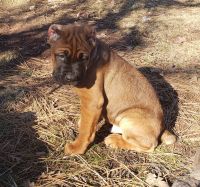 Cane Corso Puppies for sale in Goldendale, WA 98620, USA. price: NA