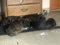 Cane Corso Puppies for sale in Lansing, MI, USA. price: NA