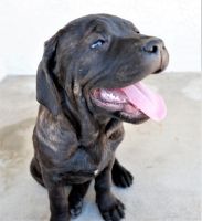 Cane Corso Puppies for sale in Whittier, CA, USA. price: NA