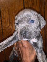 Cane Corso Puppies for sale in Mt Vernon, IL 62864, USA. price: NA