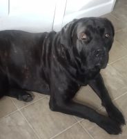 Cane Corso Puppies for sale in Bradford, OH 45308, USA. price: NA