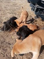 Cane Corso Puppies for sale in Fountain, CO, USA. price: NA